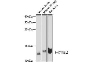 Western blot analysis of extracts of various cell lines, using DYNLL2 antibody (ABIN6130319, ABIN6139894, ABIN6139896 and ABIN6218050) at 1:3000 dilution. (DYNLL2 Antikörper  (AA 1-89))