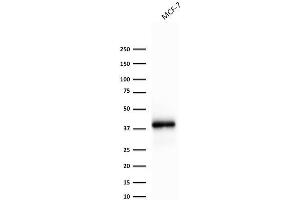 Western Blotting (WB) image for anti-Epithelial Cell Adhesion Molecule (EPCAM) (AA 77-202), (Extracellular Domain) antibody (ABIN6939985)