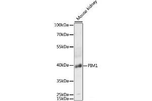 Western blot analysis of extracts of Mouse kidney using PIM1 Polyclonal Antibody at dilution of 1:3000. (PIM1 Antikörper)