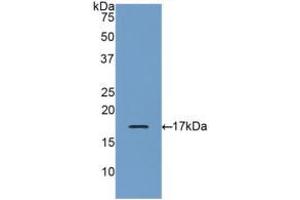 Western blot analysis of recombinant Human GRN. (Granulin Antikörper  (AA 21-120))