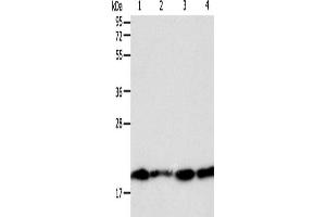 Western Blotting (WB) image for anti-Second Mitochondria-Derived Activator of Caspase (DIABLO) antibody (ABIN2428718) (DIABLO Antikörper)