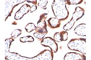 Formalin-fixed, paraffin-embedded human Placenta stained with hCG beta Mouse Monoclonal Antibody (HCGb/459). (CGB Antikörper)