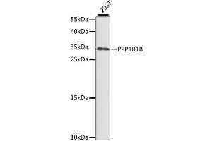 Western blot analysis of extracts of 293T cells using PPP1R1B Polyclonal Antibody at dilution of 1:1000. (DARPP32 Antikörper)