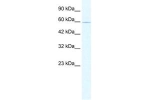 Western Blotting (WB) image for anti-Zinc Finger Protein 224 (ZNF224) antibody (ABIN2461234) (ZNF224 Antikörper)