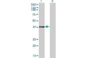 Western Blotting (WB) image for anti-Ring Finger Protein 2 (RNF2) (AA 192-290) antibody (ABIN562662)