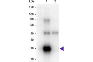 Image no. 1 for Goat anti-Human Ig (Chain lambda), (Light Chain) antibody (HRP) (ABIN300496) (Ziege anti-Human Ig (Chain lambda), (Light Chain) Antikörper (HRP))