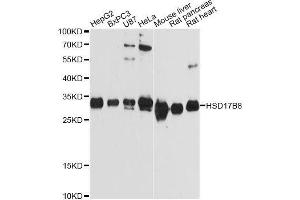 Western blot analysis of extracts of various cell lines, using HSD17B8 Antibody. (HSD17B8 Antikörper  (AA 1-261))