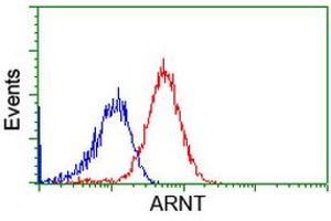 Image no. 1 for anti-Aryl Hydrocarbon Receptor Nuclear Translocator (ARNT) antibody (ABIN1496730) (ARNT Antikörper)