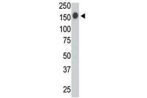 Image no. 2 for anti-Protein tyrosine Phosphatase, Receptor Type, C (PTPRC) (AA 1252-1282), (C-Term) antibody (ABIN357138) (CD45 Antikörper  (C-Term))