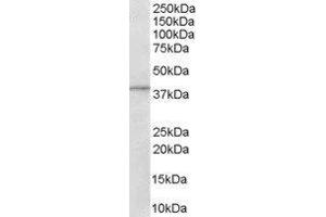 Western Blotting (WB) image for ArfGAP with Dual PH Domains 1 (ADAP1) peptide (ABIN369626) (ArfGAP with Dual PH Domains 1 (ADAP1) Peptid)