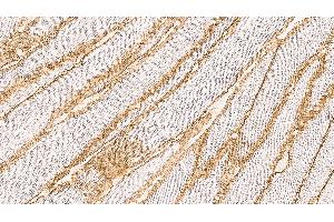 Human skeletal muscle: immunohistochemical staining on a frozen longitudinal section. (Dystroglycan Antikörper  (C-Term))