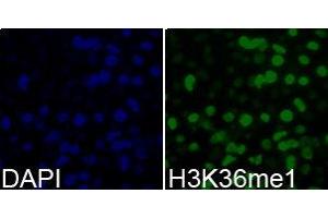 Immunofluorescence (IF) image for anti-Histone 3 (H3) (H3K36me) antibody (ABIN1873003) (Histone 3 Antikörper  (H3K36me))