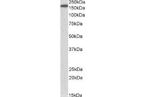 ABIN2564104 (0. (NFASC Antikörper  (AA 877-890))