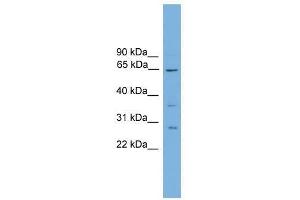CLCC1 antibody used at 2. (CLCC1 Antikörper  (N-Term))