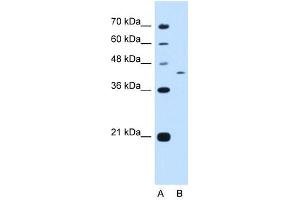 KIAA0515 antibody used at 0. (PRRC2B Antikörper  (N-Term))