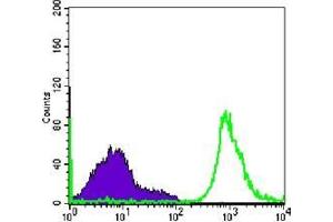 FC analysis of Raji cells using CD19 antibody (green) and negative control (purple). (CD19 Antikörper)