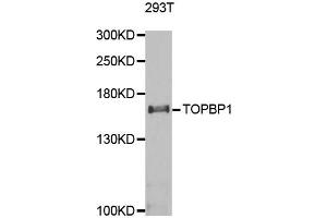 Western blot analysis of extracts of 293T cells, using TOPBP1 antibody (ABIN5973403) at 1/1000 dilution. (TOPBP1 Antikörper)