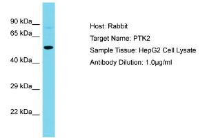 Host: Rabbit Target Name: PTK2 Sample Type: HepG2 Whole Cell lysates Antibody Dilution: 1. (FAK Antikörper  (Middle Region))