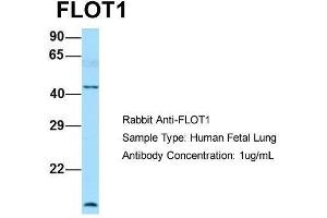 Host: Rabbit  Target Name: FLOT1  Sample Tissue: Human Fetal Lung  Antibody Dilution: 1. (Flotillin 1 Antikörper  (C-Term))
