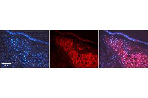 Rabbit Anti-TH Antibody Catalog Number: ARP30889_P050 Formalin Fixed Paraffin Embedded Tissue: Human Testis Tissue Observed Staining: Cytoplasm Primary Antibody Concentration: 1:100 Other Working Concentrations: 1:600 Secondary Antibody: Donkey anti-Rabbit-Cy3 Secondary Antibody Concentration: 1:200 Magnification: 20X Exposure Time: 0. (TH Antikörper  (N-Term))