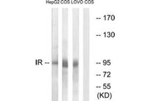 Western blot analysis of extracts from COS/HEPG2/LOVO cells, using IR (Ab-1361) Antibody. (IR (AA 1321-1370) Antikörper)