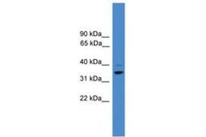 Image no. 1 for anti-Cyclin H (CCNH) (AA 50-99) antibody (ABIN6745409) (Cyclin H Antikörper  (AA 50-99))