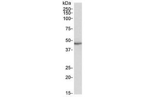 Western blot testing of human heart lysate with STAP2 antibody at 0. (STAP2 Antikörper)