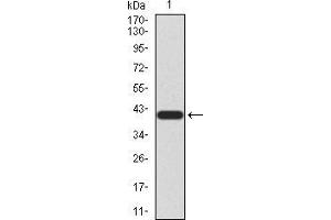 Western Blotting (WB) image for anti-Neurotrophic Tyrosine Kinase, Receptor, Type 2 (NTRK2) (AA 207-339) antibody (ABIN5873038) (TRKB Antikörper  (AA 207-339))