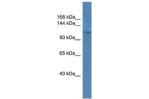WB Suggested Anti-COL1A1 Antibody Titration: 0. (COL1A1 Antikörper  (C-Term))