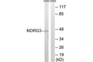 Western blot analysis of extracts from K562 cells, using NDRG3 Antibody. (NDRG3 Antikörper  (AA 206-255))