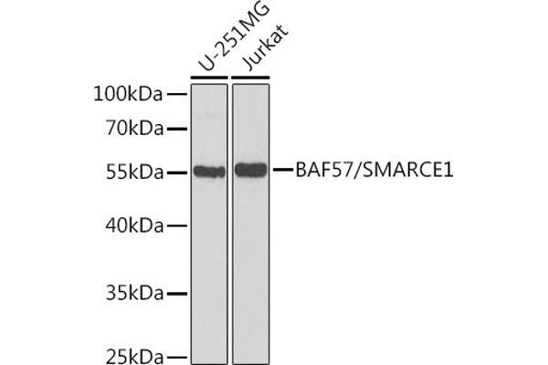 SMARCE1 Antikörper  (AA 1-411)