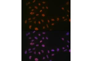 Immunofluorescence analysis of U-2 OS cells using PRPF8 Rabbit mAb (ABIN7269737) at dilution of 1:100 (40x lens). (PRPF8 Antikörper)