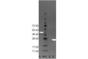 Western Blotting (WB) image for anti-Green Fluorescent Protein (GFP) antibody (DyLight 488) (ABIN6720701)