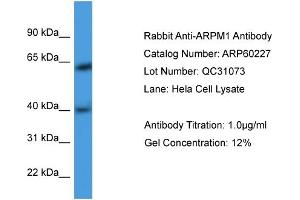 WB Suggested Anti-ARPM1  Antibody Titration: 0. (ARPM1 Antikörper  (N-Term))