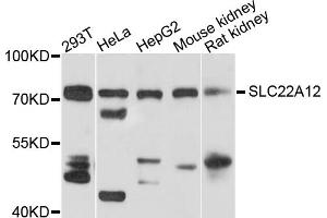 Western blot analysis of extracts of various cell lines, using SLC22A12 antibody (ABIN5972956) at 1/1000 dilution. (SLC22A12 Antikörper)