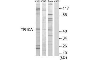 Western blot analysis of extracts from K562 cells, COS-7 cells and RAW264. (TNFRSF1A Antikörper  (C-Term))
