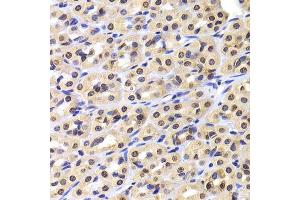 Immunohistochemistry of paraffin-embedded rat stomach using NUDC antibody. (NUDC Antikörper  (AA 1-331))