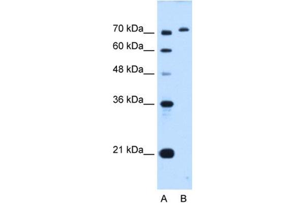 GPAA1 Antikörper  (C-Term)