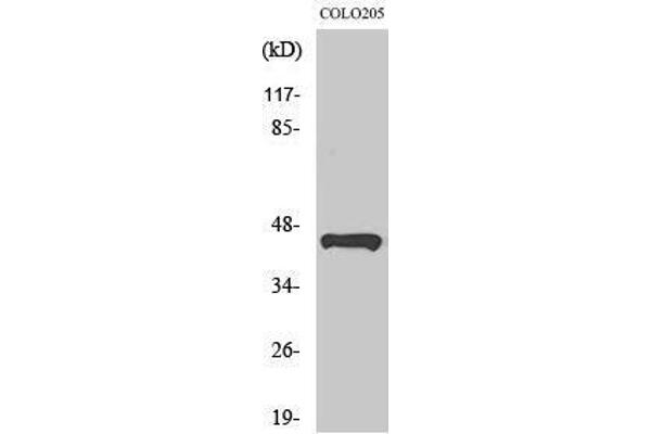 TUSC3 Antikörper  (Internal Region)