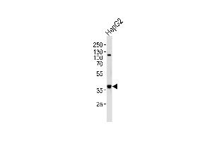 Western blot analysis of lysate from HepG2 cell line, using FGL1 Antibody (C-term) (ABIN656576 and ABIN2845837). (FGL1 Antikörper  (C-Term))