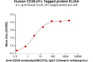 ELISA plate pre-coated by 2 μg/mL (100 μL/well) Human CD36 Protein, hFc Tag(ABIN7092680, ABIN7272250 and ABIN7272251) can bind Anti-CD36 antibody, IgG1 Chimeric mAb in a linear range of 0. (CD36 Protein (CD36) (AA 30-439) (Fc Tag))