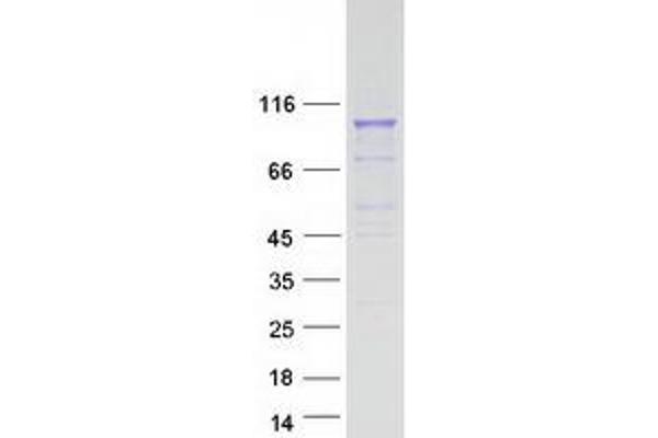 PCDHGA2 Protein (Transcript Variant 2) (Myc-DYKDDDDK Tag)