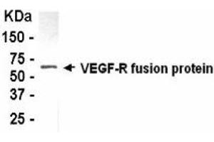 Western Blotting (WB) image for anti-VEGF-R2 (AA 51-119) antibody (ABIN2467903) (VEGF-R2 (AA 51-119) Antikörper)