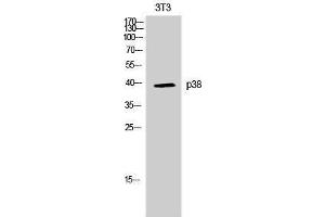 Western Blotting (WB) image for anti-Mitogen-Activated Protein Kinase 14 (MAPK14) (Ser272) antibody (ABIN3186257) (MAPK14 Antikörper  (Ser272))