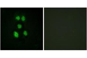 Immunofluorescence (IF) image for anti-Vav 1 Oncogene (VAV1) (AA 131-180) antibody (ABIN2888713) (VAV1 Antikörper  (AA 131-180))