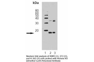 Image no. 1 for anti-Histone 3 (H3) (H3K9me2) antibody (ABIN363922) (Histone 3 Antikörper  (H3K9me2))