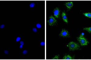 Image no. 1 for Donkey anti-Rat IgG (Heavy & Light Chain) antibody (Alkaline Phosphatase (AP)) (ABIN375738)