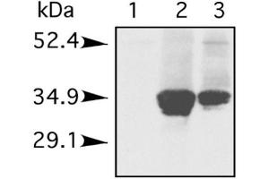 The blot shows the antibody reacting against porcine Histone H1. (Histone 1 Antikörper)