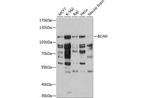 Western blot analysis of extracts of various cell lines, using BCAN antibody  at 1:3000 dilution. (BCAN Antikörper  (AA 762-911))