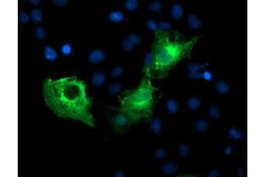 Anti-PFKP mouse monoclonal antibody (ABIN2455338) immunofluorescent staining of COS7 cells transiently transfected by pCMV6-ENTRY PFKP (RC200673). (PFKP Antikörper)